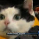 Illustration for article titled The Most Beautiful Modern Art: News Chyrons Featuring Cats